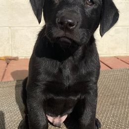 Labrador Retrievers from Lynn Moore
