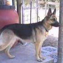 German Shepherds from WatchBear Kennels