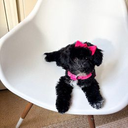 Jelly - Black female Poodle puppy in Quakertown, Pennsylvania from Miniature Poodle Stud and Pups