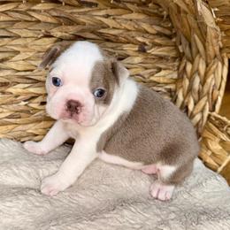 Arcon - Lilac male Boston Terrier puppy in Charlotte, Michigan from Blue Diamond Danes