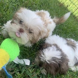 Shih Tzus from Tiger Valley Shih Tzus