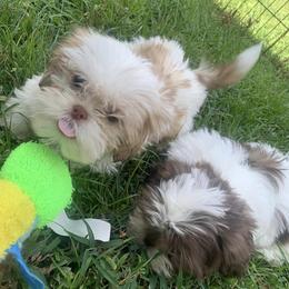 Shih Tzus from Tiger Valley Shih Tzus