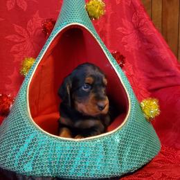 Girl 2 - Black and tan female Gordon Setter puppy in Milton, Florida from Katherine's Golden Retrievers, Gordon Setters, and English Setters