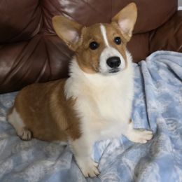Female 2 - Red female Pembroke Welsh Corgi puppy in Unicoi, Tennessee from Unaka Mountain Corgis