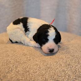 Iron man - Black and white male Sheepadoodle puppy in Ashton, Idaho from Kerr Kanine Ranch