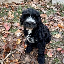 Poe - Black and chalk male Australian Labradoodle puppy in Saint Louis, Missouri from Gateway Australian Labradoodles