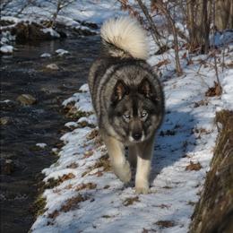 Vixen - Agouti and white female Siberian Husky puppy in Hiawassee, Georgia from Chastains Huskies