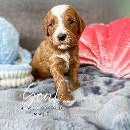 Seal - Red  male Goldendoodle puppy in Garden Grove, California from Sunkissed Doodles