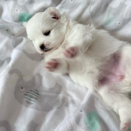 Female 2 - White female Pomeranian puppy in Rhode Island from Heartfelt Kennels