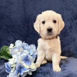 Duke - Light golden male Golden Retriever puppy in Conroe, Texas from Tails of Cypress
