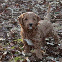 Goldendoodle Puppies from Cottage Falls Goldendoodles