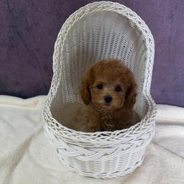 Benji(AKC) - Red  male Poodle puppy in Moreno Valley, California from Yanni's Poodle
