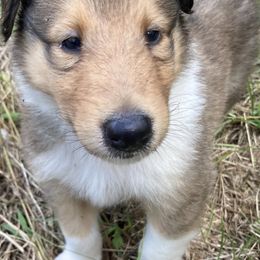 Beaver - Sable and white male Collie puppy in Yulee, Florida from Three Collie Farm
