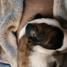 Saint Bernard Puppies from Amber's Saint Bernards