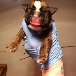 Boxer Puppies from SmashBox Kennel