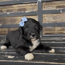 Orchid - Black and white female Aussiedoodle puppy in Cartersville, Georgia from Simply Blessed Doodles