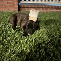 Boxer Puppies from Euro boxers of SoCal