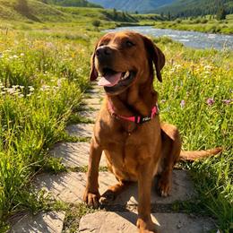 Sienna - Labrador Retriever