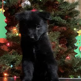 Orange collar - German Shepherd puppy from Pinegrove German Shepherds