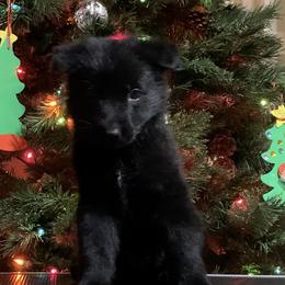 Orange collar - German Shepherd puppy from Pinegrove German Shepherds