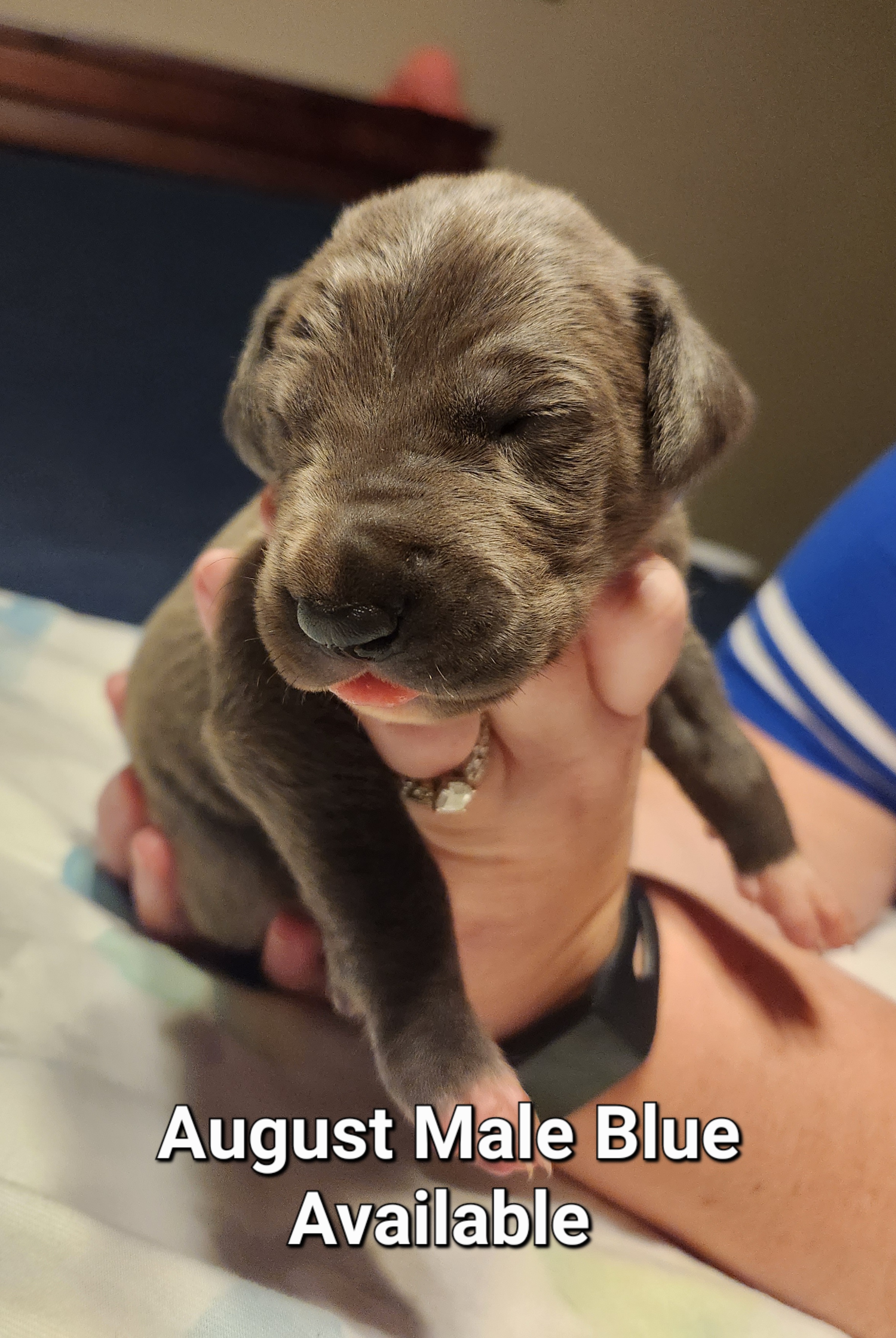 Yoda - Blue and white Great Dane puppy in California from Bolo K9 Kennels
