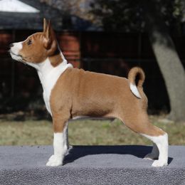 Basenji Puppies from Malachite Basenjis
