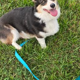 Bb Blue Bell - Blue female Pembroke Welsh Corgi puppy in Beulaville, North Carolina from Windy Acres Pembroke Welsh