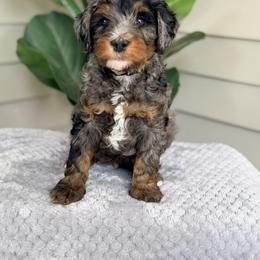 Green - Blue merle male Bernedoodle puppy in Charleston, South Carolina from Palm Belle Doodles