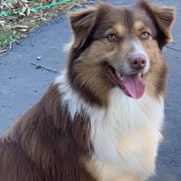 Australian Shepherds from Ridgeview Australian Shepherds