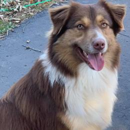 Australian Shepherds from Ridgeview Australian Shepherds