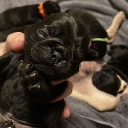 MOOSE   Blue boy 1 - Black male Pug puppy in Onalaska, Washington from Cupid’s Pugs