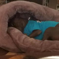 Cavalier King Charles Spaniel, Cocker Spaniel, and Xoloitzcuintli All Grown Up from Shasta Spots and Solids