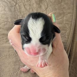 Emerald Isle - Black and tan male Pembroke Welsh Corgi puppy in Salisbury, Maryland from Coastal Corgis