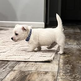 Mack - White male West Highland White Terrier puppy in Butler, Alabama from Roberts’ Westie Bleus
