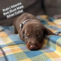 Silver Collar - Red and rust male Doberman Pinscher puppy in Lake City, Florida from Paintedcrazy Doberman Pinchers