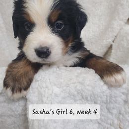 Girl 6 - Black rust and white female Bernese Mountain Dog puppy in Nicholson, Georgia from Bernese Mountain Dogs of Pony Trail Farm