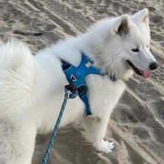 Samoyeds from Mill Creek Samoyeds