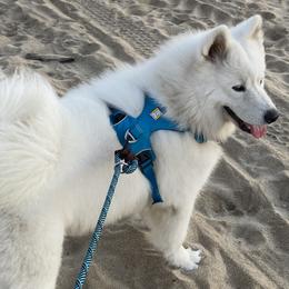 Samoyeds from Mill Creek Samoyeds