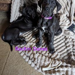 Female - Black female Great Dane puppy in North Branford, Connecticut from Rockin' Danes