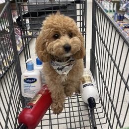 Bernedoodle, Goldendoodle, and Poodle All Grown Up from Kingdom Kennels