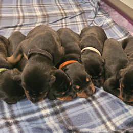 Doberman Pinscher Puppies from Kalora Dobermans