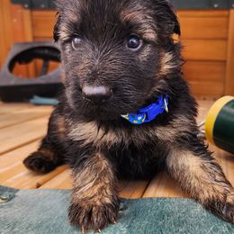 Ronan - Black and tan male German Shepherd puppy in Los Lunas, New Mexico from Mali's German Shepherds
