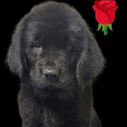 Black Newfoundland Female Rose Collar - Black female Newfoundland puppy in Burfordville, Missouri from Umfleet Farms