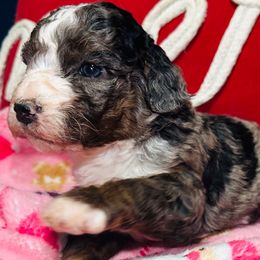 Ivy - Merle female Bernedoodle puppy in Sherman, Illinois from Shirl Doodle Life