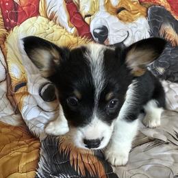 Candy - Pembroke Welsh Corgi puppy from Hickory Springs Corgis
