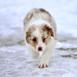 Australian Shepherd, Miniature American Shepherd, Miniature Australian Shepherd, and Toy Australian Shepherd Puppies from Painted Blue Aussies