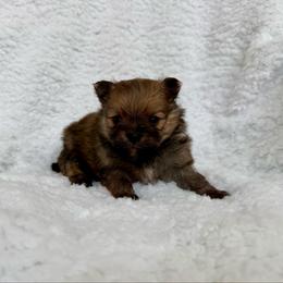 Cedar AKC Male - Orange sable male Pomeranian puppy in Las Vegas, Nevada from POM SOCIETY