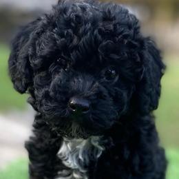 Male 2 - Black male Poodle puppy in Spring Hill, Tennessee from Duke's Mini & Toy Australian Shepherds & Aussiedoodles