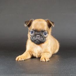 Orange collar girl - Red female Brussels Griffon puppy in Florida from Robin’s Griffons