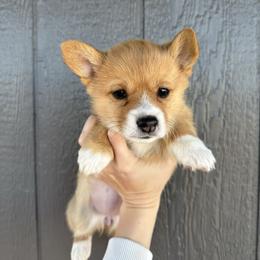 Yahtzee - Red female Pembroke Welsh Corgi puppy in Walsh, Colorado from Wilson Ranch Corgis
